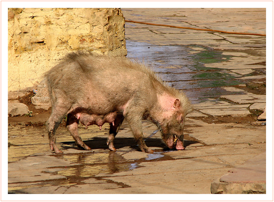 Viel Schwein im 2008