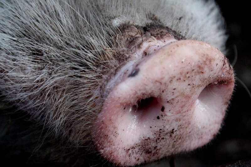 viel Schwein im Neuen Jahr