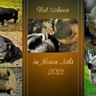 Viel Schwein im Neuen Jahr!