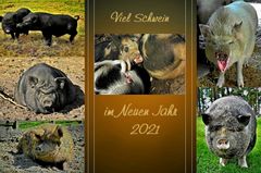 Viel Schwein im Neuen Jahr!