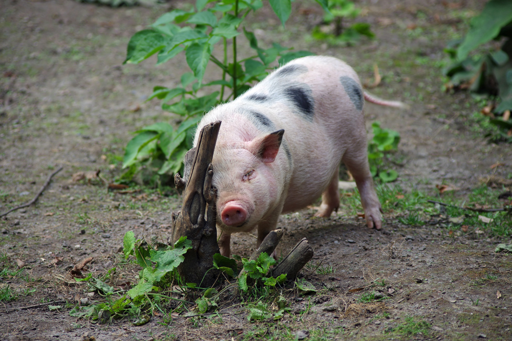 Viel Schwein im neuen Jahr!!!