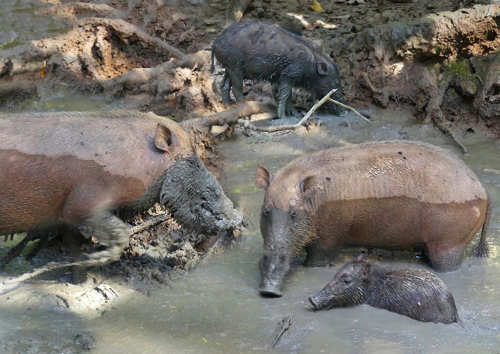 Viel Schwein im Neuen Jahr