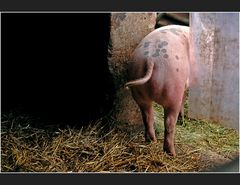 Viel Schwein und Glück fürs neue Lebensjahr und....