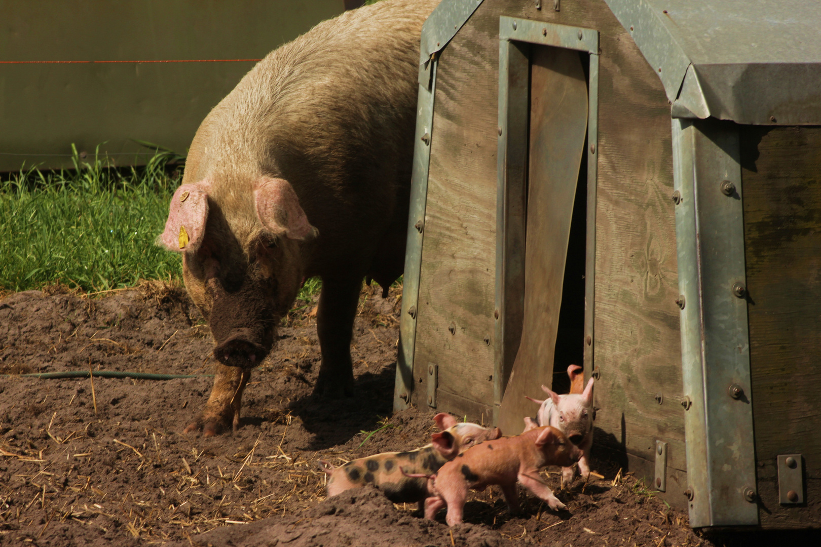 Viel Schwein - viel Glück ! Foto & Bild | tiere, haustiere ...