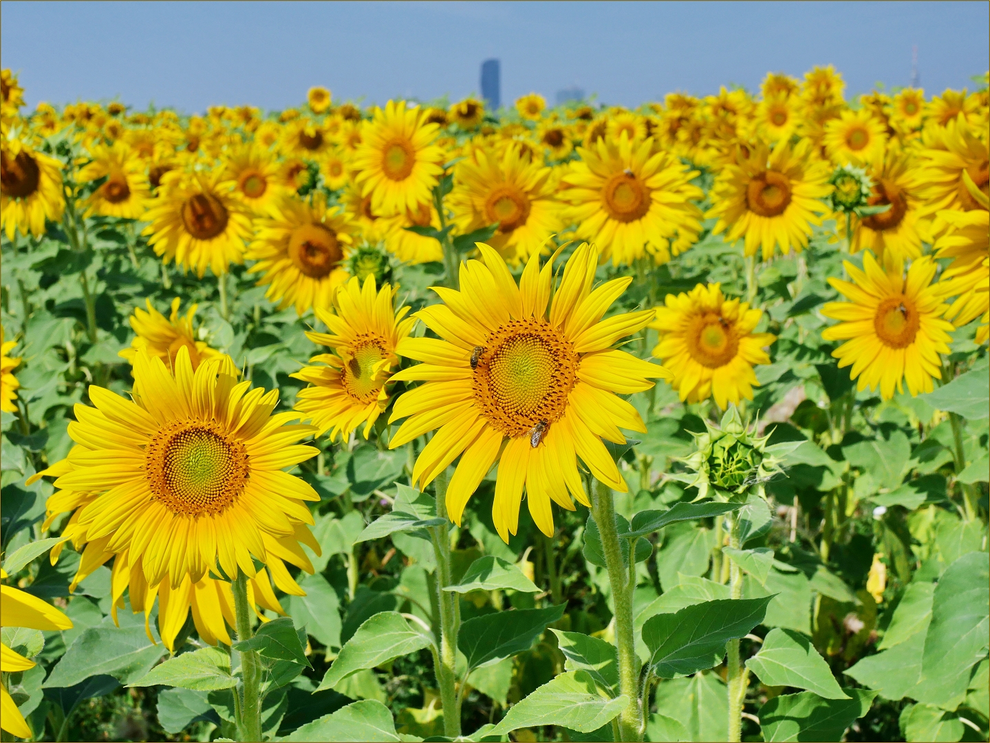  viel  sonne  Foto Bild fotos sommer natur Bilder auf 