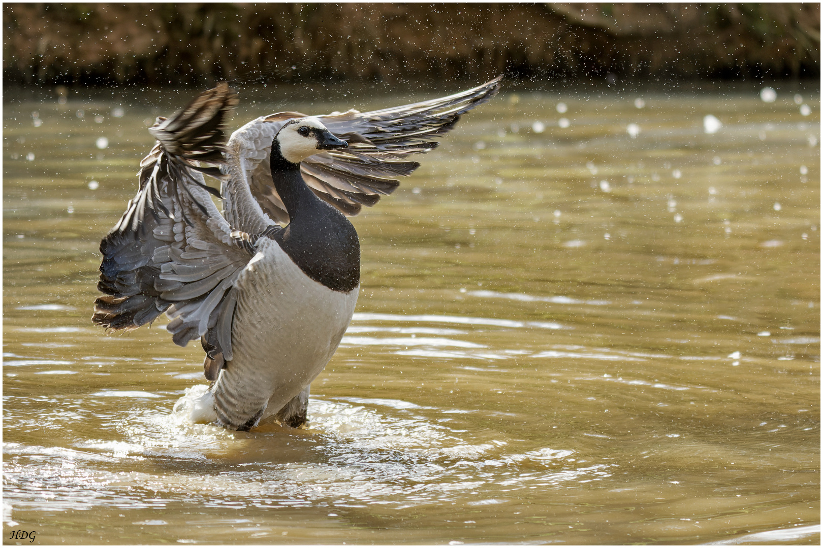 Viel Spass beim baden ...