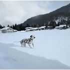 Viel Spaß im Tiefschnee