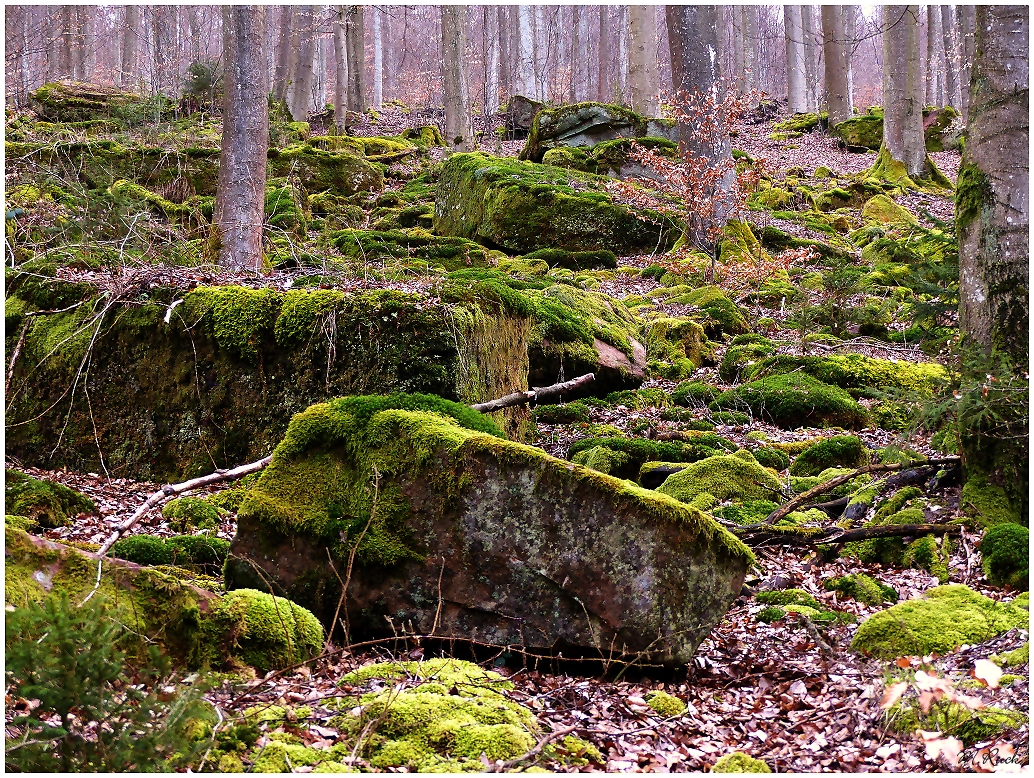 Viel Steine gab es im Märchenwald ,