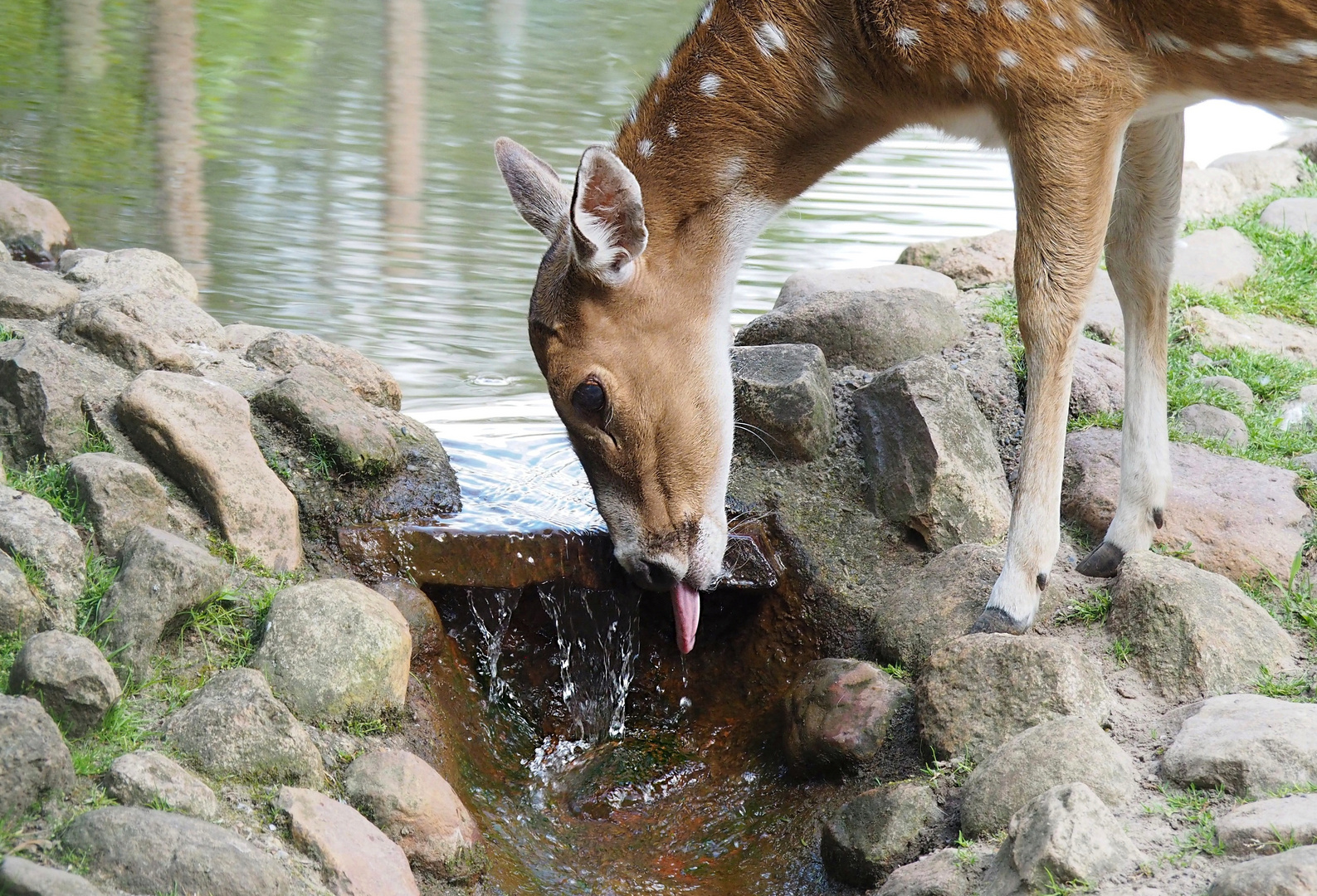 viel trinken