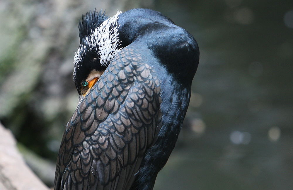 viel verfolgter Kormoran