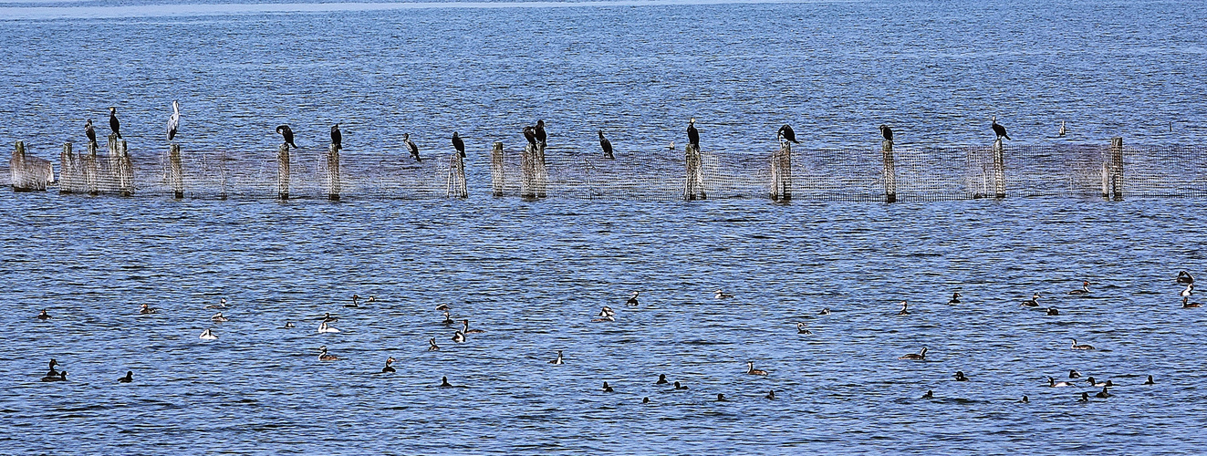 viel Vogelbetrieb war auf dem See