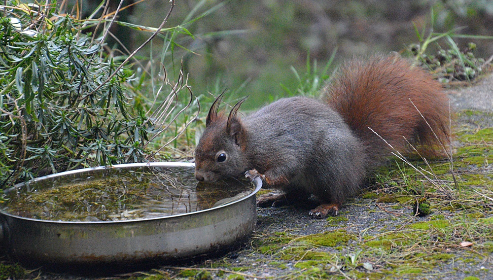 Viel Wasser ...