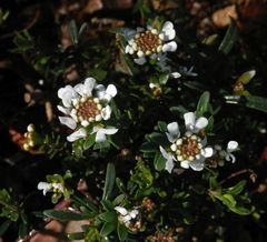 Viel zu früh - die Schleifenblume blüht schon