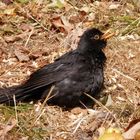 Viel zu heiß - Schwarzdrossel (Turdus merula) mit geöffnetem Schnabel