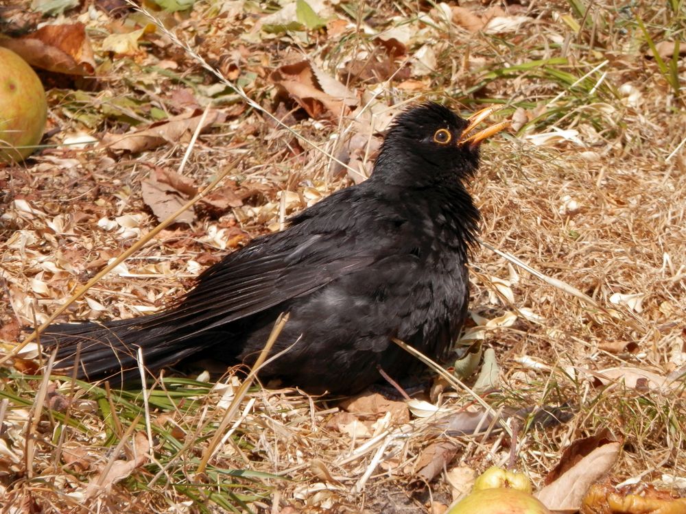 Viel zu heiß - Schwarzdrossel (Turdus merula) mit geöffnetem Schnabel