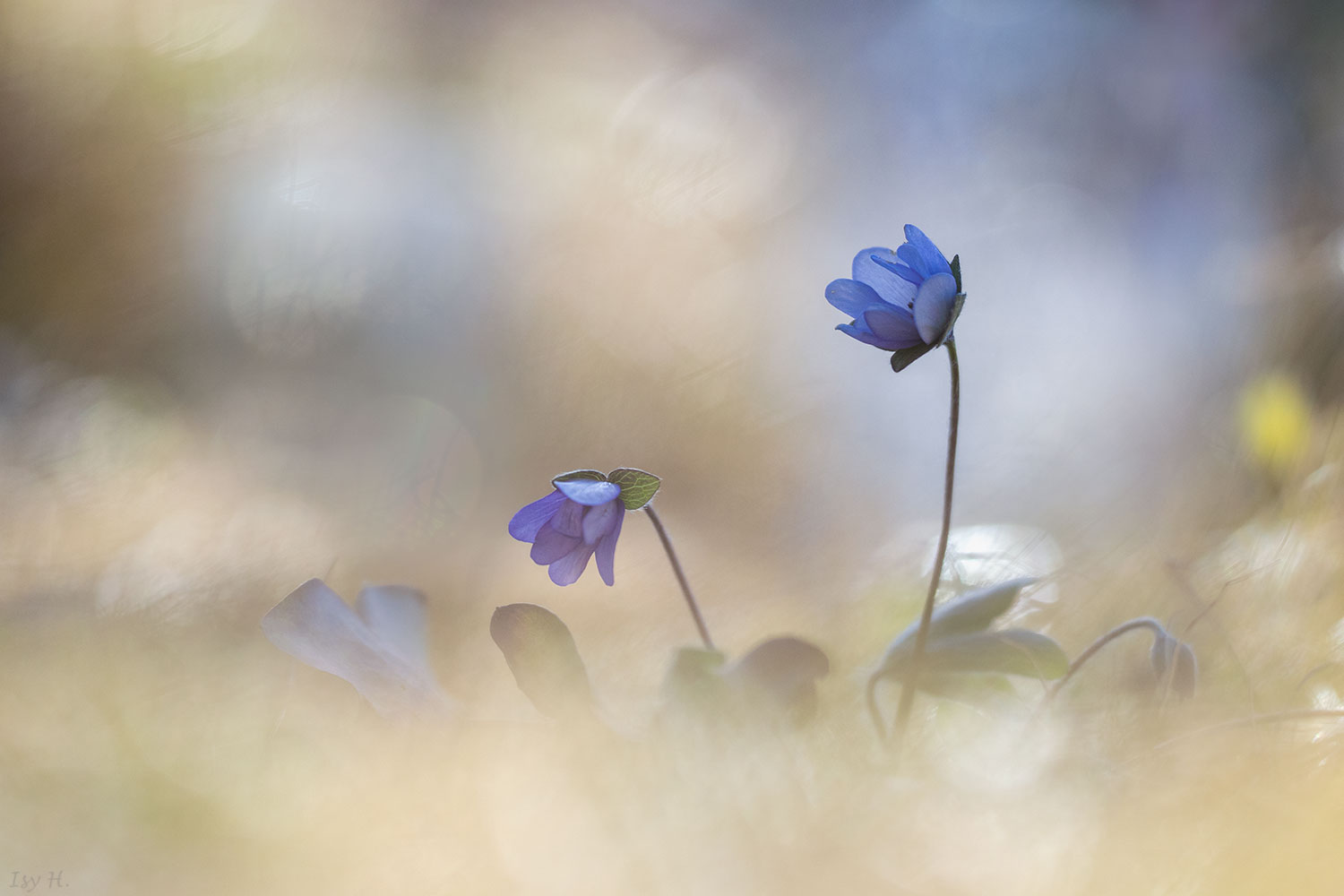 Viel zu schnell verblühen sie - die Leberblümchen