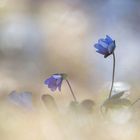 Viel zu schnell verblühen sie - die Leberblümchen