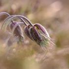 Viel zu schnell verblüht - die Alpine Küchenschelle