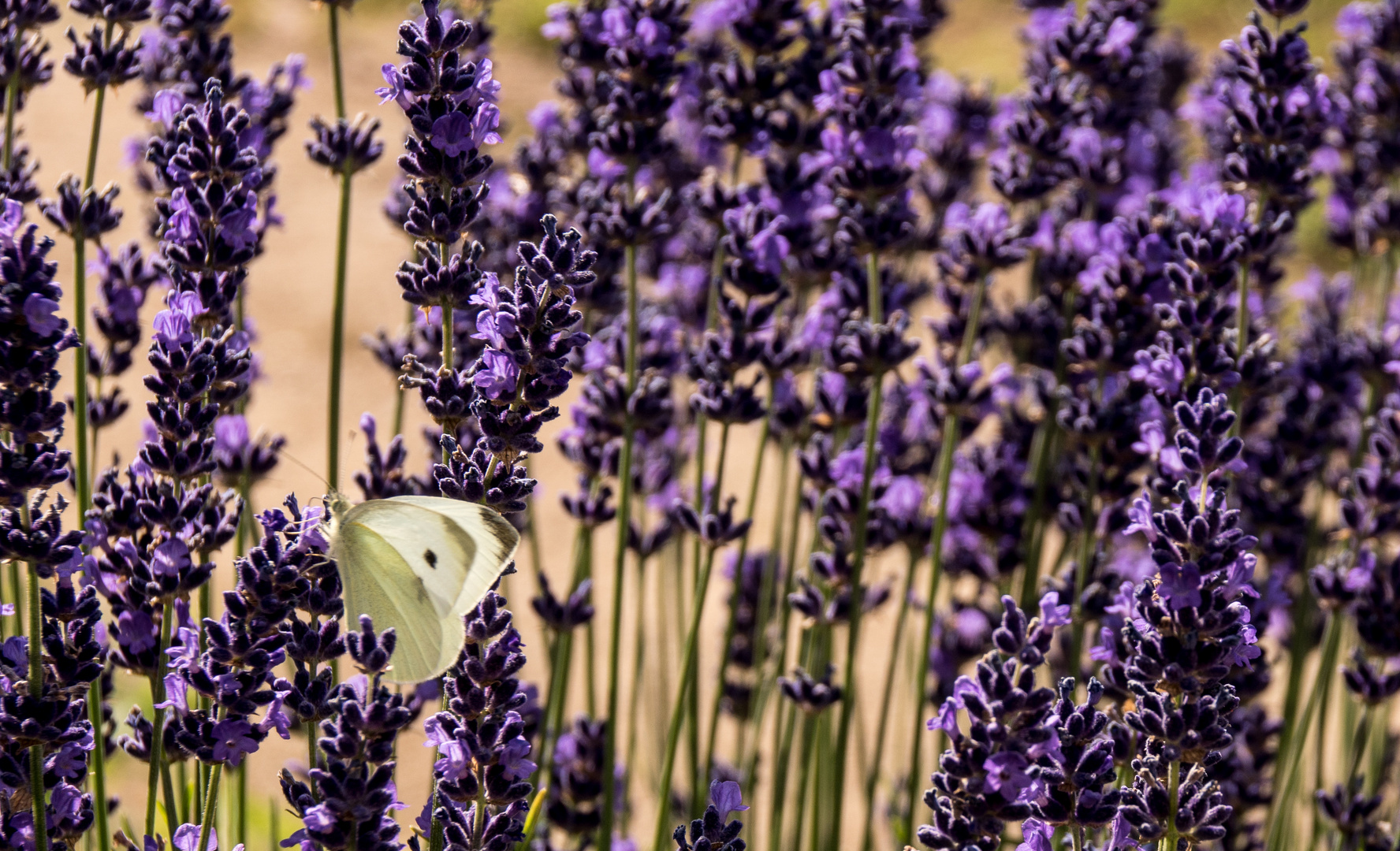 Viel zu tun im Lavendelgarten