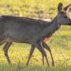 Vielbeinige Rehe