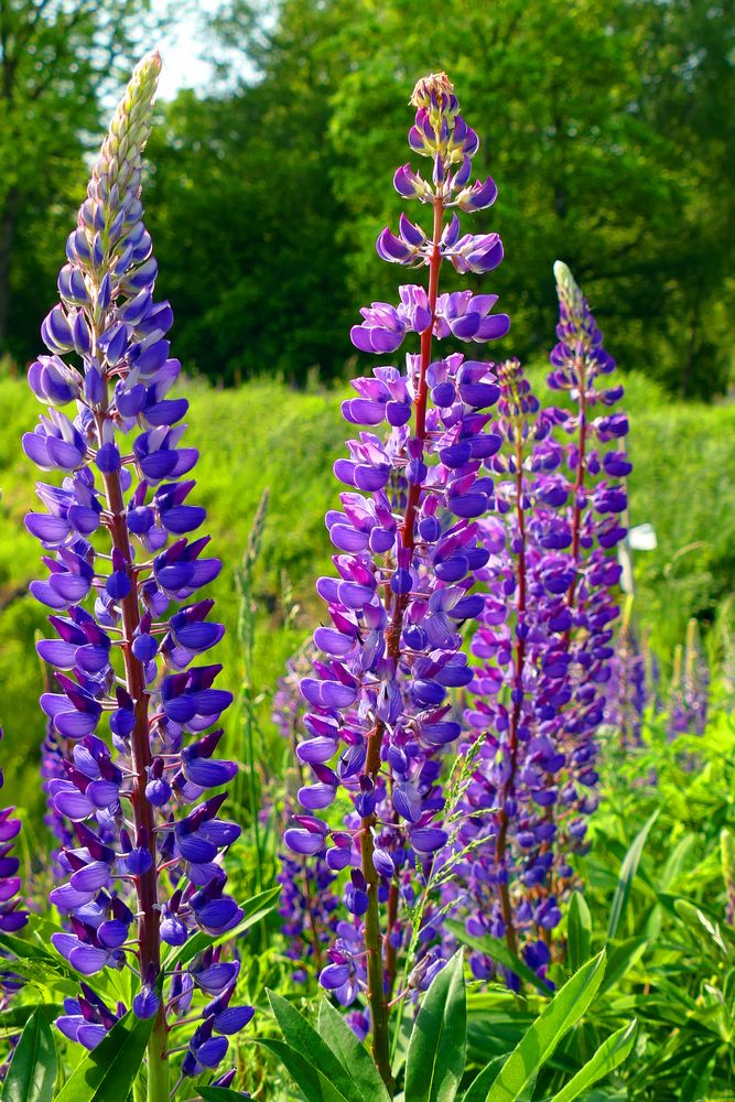 Vielblättrige Lupine Foto & Bild pflanzen, pilze & flechten, blüten