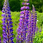 Vielblättrige Lupine