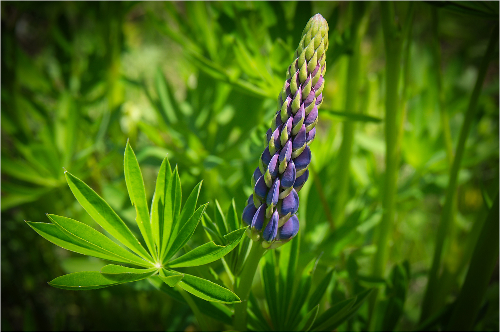 Vielblättrige Lupine