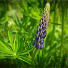 Vielblättrige Lupine