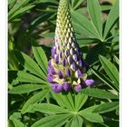 Vielblättrige Lupine