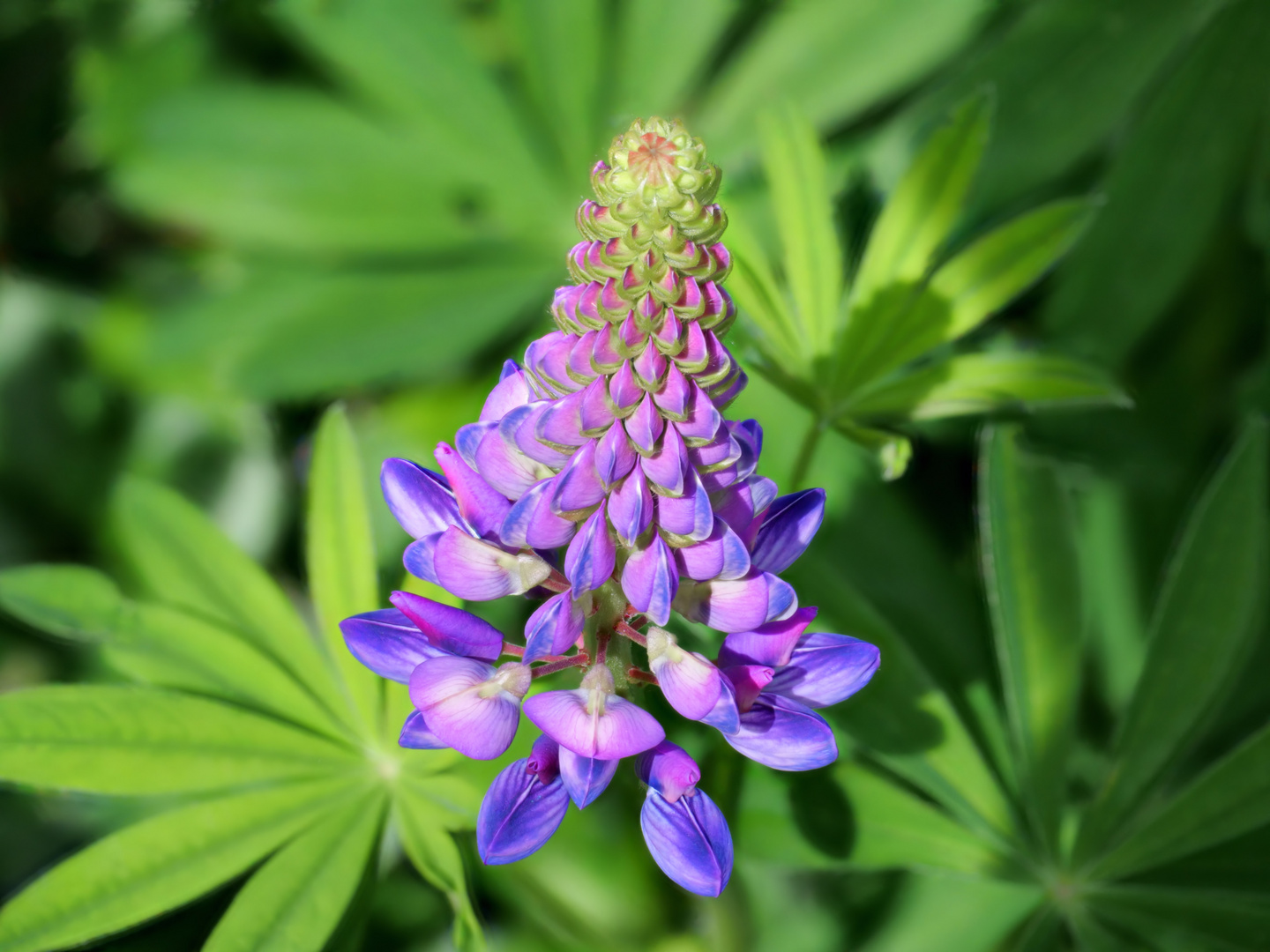 Vielblättrige Lupine (Lupinus Polyphyllus)