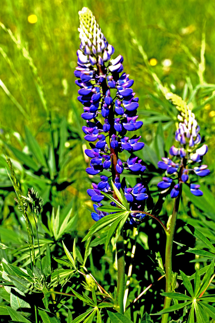 Vielblättrige Lupine (Lupinus polyphyllus)