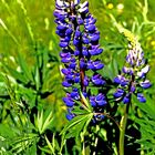 Vielblättrige Lupine (Lupinus polyphyllus)