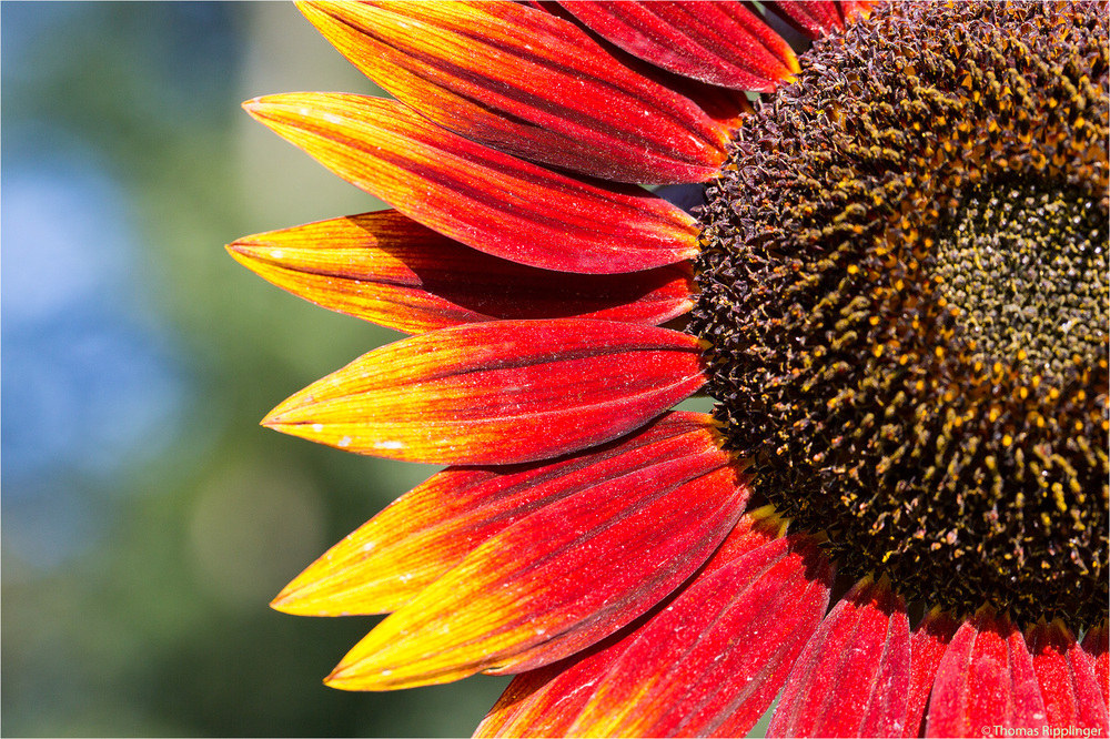 Vielbluetige Sonnenblume (Helianthus multiflorus)