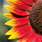 Vielbluetige Sonnenblume (Helianthus multiflorus)