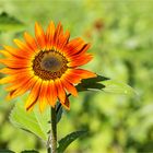 Vielblütige Sonnenblume (Helianthus multiflorus). ..........