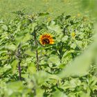 Vielblütige Sonnenblume (Helianthus multiflorus). ....