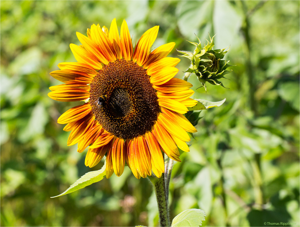 Vielblütige Sonnenblume (Helianthus multiflorus)