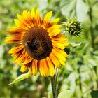 Vielblütige Sonnenblume (Helianthus multiflorus)