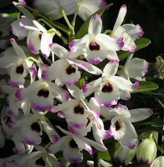 vielblütige weiß-magenta Orchidee