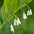 Vielblütige Weißwurz (Polygonatum multiflorum)