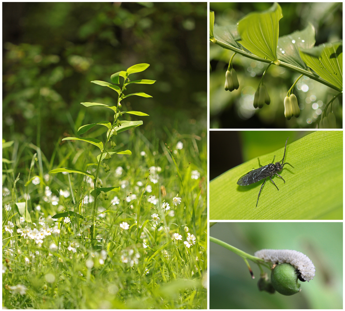 Vielblütige Weißwurz (Polygonatum multiflorum)