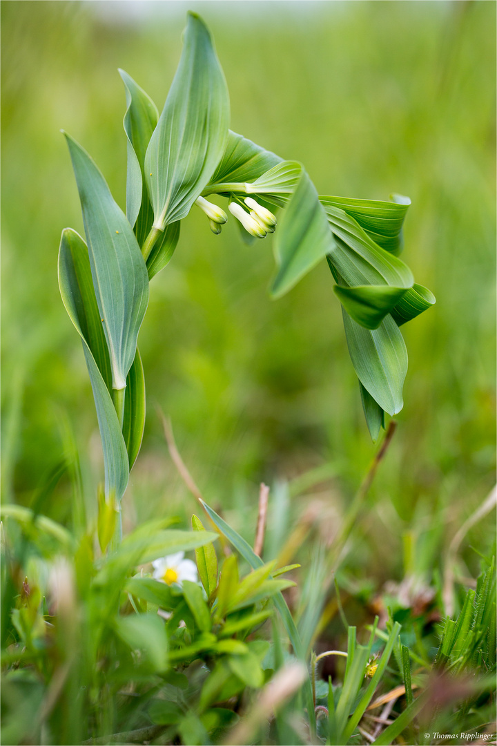 Vielblütige Weißwurz (Polygonatum multiflorum).