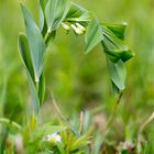 Vielblütige Weißwurz (Polygonatum multiflorum).