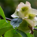 Vielblütiges Doppelschild (Dipelta floribunda )