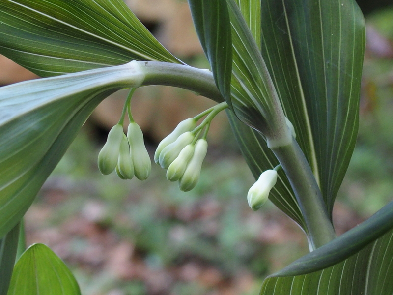 Vielblütiges Salomonssiegel 'Polygonatum multiflorum'