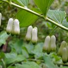 Vielblütiges Salomonssiegel (Polygonatum multiflorum)