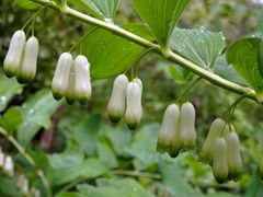 Vielblütiges Salomonssiegel (Polygonatum multiflorum)