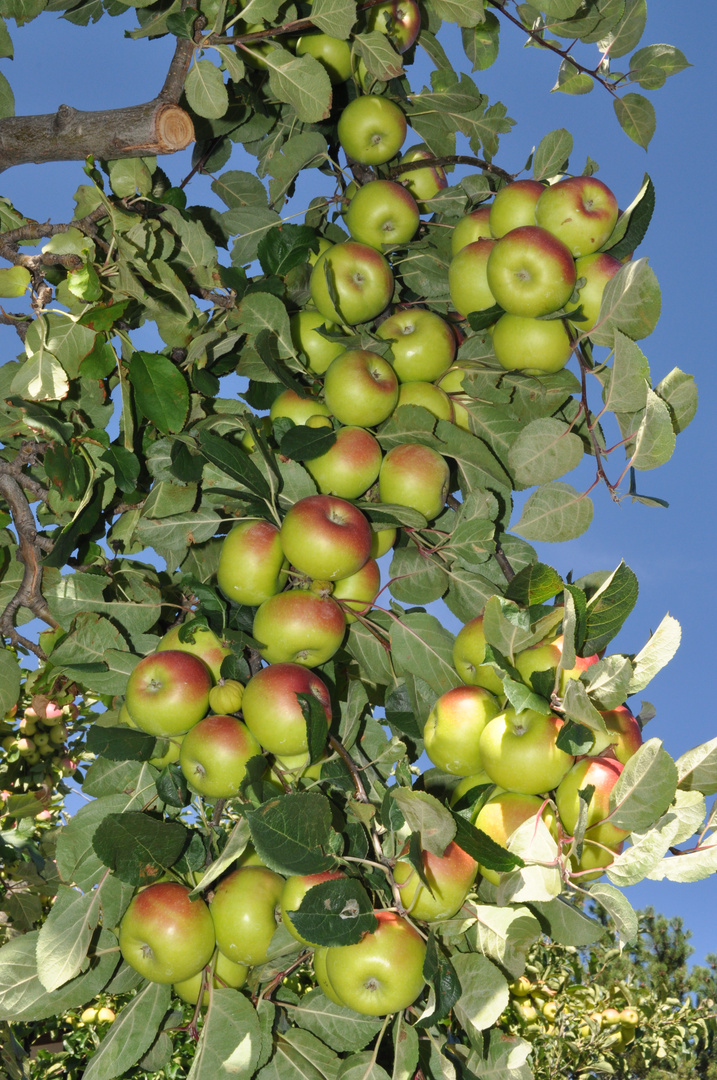 Viele Äpfel aus Südtirol