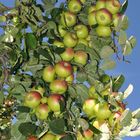 Viele Äpfel aus Südtirol