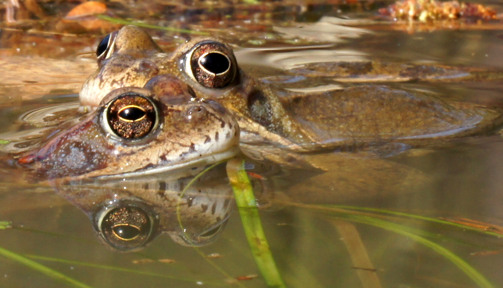 viele Augen